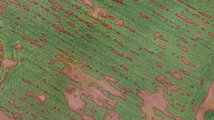 пример результата модели Corn Field Damage Segmentation: контуры повреждённых участков поля